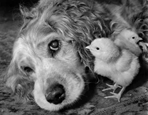00063 Prints: Tired looking dog lying down on the carpet with two young chicks for company