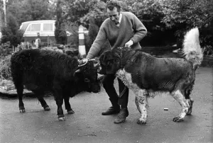 00034 Prints: Titch is fully grown, but Bernie the St. Bernard Puppy is already two inches taller