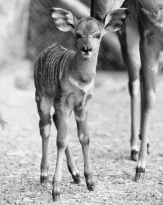 Core04 Prints: Toby is one of an endangered species of East African antelope called the Nyala