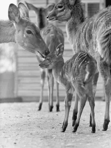 Toby is one of an endangered species of East African antelope called the Nyala