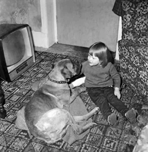 00044 Prints: Toby the playful boxer dog content to receive sympathetic attention from his two years