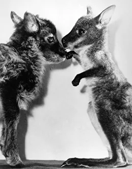 Toby the wallaby has found a meek opponent in his pal Cloe the lamb at Whipsnade Zoo