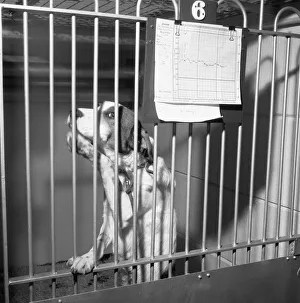 Tobys in the doghouse. 19th March 1954 They took my temperature and they said