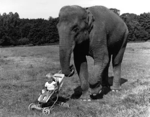 Toddler Danny Raven sitting in his pushchair with Rani the Elephant