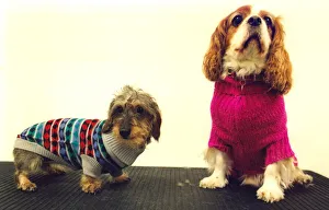 Toffy the miniture Dachshund and Frankie the King Charles Spaniel modeling their new
