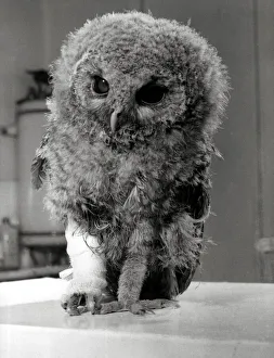 Bandages Prints: Toots the Owl with an injured leg - April 1969 Waiting for the verdict