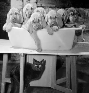 Fear Prints: Topo the black cat hides under the table while Seven Bloodhound Puppies frolic in a