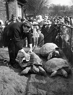 Friendships Prints: The Tortoises have a spring clean. Its spring and that means a spring-cleaning for