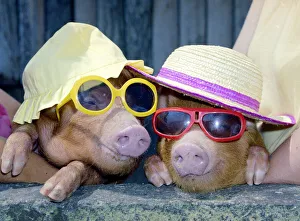 A touch of midsummer madness at Alfriston Zoo sussex came when temperatures reached into