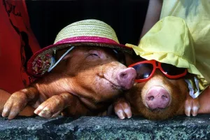 A touch of midsummer madness at Alfriston Zoo sussex came when temperatures reached into
