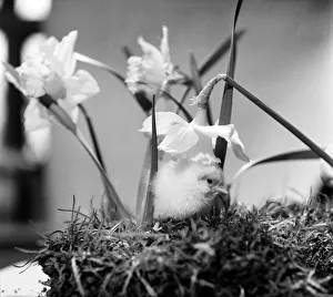 A touch of Spring. Chick and Daffodil. January 1975 75-00527-002