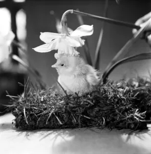 00052 Prints: A touch of Spring. Chick and Daffodil. January 1975 75-00527-003