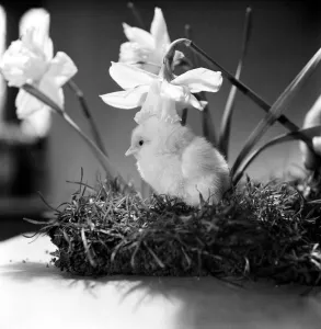 A touch of Spring. Chick and Daffodil. January 1975 75-00527