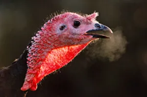 Core53 Prints: Tracey the turkey at Beamish Farm on Boxing Day December 1994