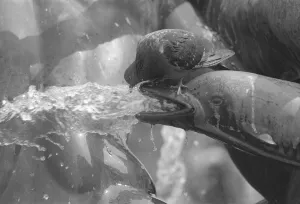Fountain Prints: Trafalgar Square London Birds Pigeons July 1983 A pigeon sitting on a Dolphin