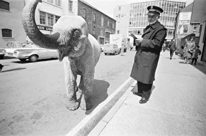Traffic Warden tries to ticket an elephant which had stopped on a single yellow line in
