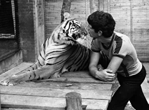 Trainee zoo keeper Keith Farrell August 1981 face to face with a tiger