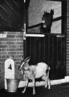 Trainer F. Rimmel, has a temperamental horse on his hands - or diid have until he