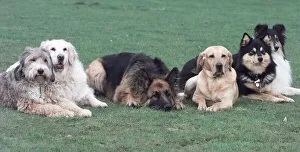 TRAINING 2 KW PIC KIRSTY WIGGLESWORTH Dog Training at Animal Enterprises film
