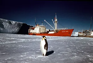 Core81 Prints: The Trans-Antarctic Expedition 1956-1958 Penguin on the ice in front of the Magga