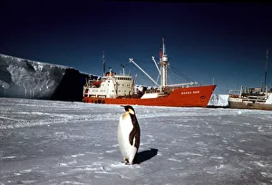 Expeditions Prints: The Trans-Antarctic Expedition 1956-1958 Penguin on the ice in front of the Magga