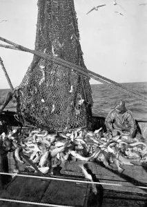 Trawler Prints: Trawlerman opens net of deep sea trawl off the coast following 5 hours trawling
