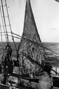 Fisherman Prints: Trawlermen in North Sea examining a good haul of fish after a 3 hours drag