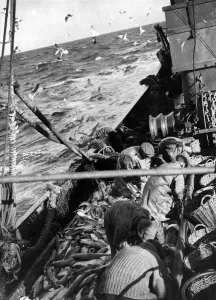 Fisherman Prints: Trawlermen in the North Sea gutting fish after trawler has been shot for next catch