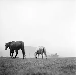 Grazing Prints: Treasure a blind thirty year old hunter and his constant companion Silver a Welsh pony