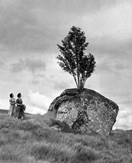 Tree growing out of a rock in the Pass of Glen Coe, Argvill, Western Scotland