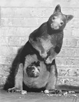 Tree Kangaroo A kangaroo with a joey in its pouch looks inquisitively