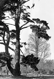 00001 Prints: Tree Surgeon Well roped for safety, Ian Rose prunes an old pine