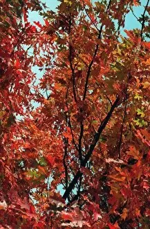 Images Dated 11th November 1996: Trees Autumn Colours