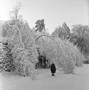 01358 Collection: Trees bowed over by the weight of snow after a fresh fall in a Bristol park