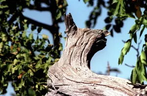 Italian Prints: Trees Wood shaped like Cat on an old tree in the mountains of Lazio Italy