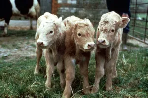 Cattle Prints: The triplets born to Liberty, the Fresian cow at Ross Daniells Farm in Chapmanslade