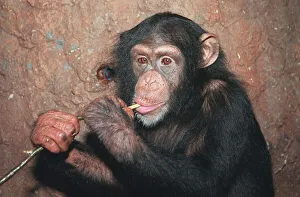 Branch Prints: Trudy the Chimp who was rescued after being beaten by Mary Chipperfield Enjoying