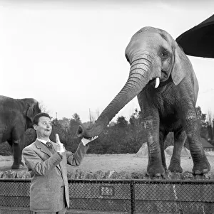 00091 Prints: Trunk Call Humour: Devek Roy seen here feeding the elephants at the Zoo