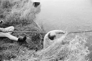 Tug of War Competition across the River Great Ouse aka Old West River in Stretham