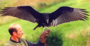 Glove Prints: A Turkey Vulture called Angel at the Kielder Water Bird of Prey Centre at Leaplish