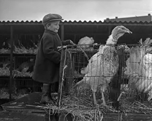 Farms And Farming Prints: Turkeys destine for the Christmas Day table and a young farmers boy at the Cambridge Fat