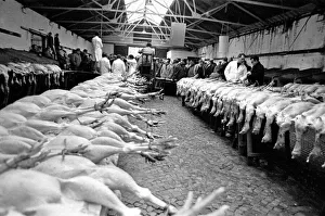 Cattle Prints: Turkeys waiting to go under the hammer at the Christmas Turkey Auction at Reading Cattle