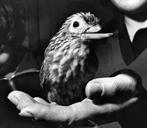 00783 Collection: Twiggy - a six-months-old green and grey leaf bird from Siam was facing a sad maimed