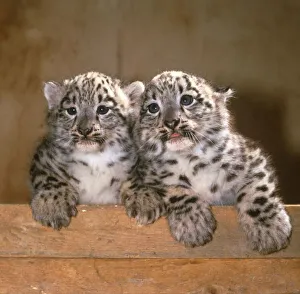 Twin baby Snow Leopard cubs Eva and Becker Marwell Zoo