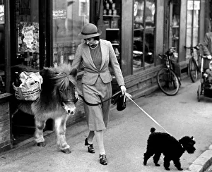 Adults Prints: Twinkle the shetland pony comes out of the shop carrying his owners supplies