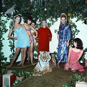 Two-year-old Bengal Tiger Kumar is the star of a Manchester fashion show. October 1967