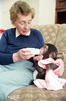 Bottle Prints: Twycross Zoo where baby chimp Tommy (3 months) is fed by Nathalie Evans