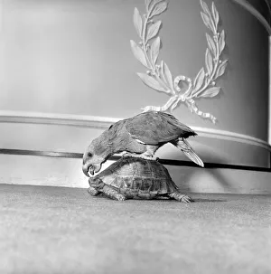 Unusual friendship: Parrot and tortoise. 1964