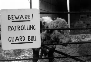 Bull Prints: Unusual / Humour: Fodder Thieves Patrolling Guard Bull. January 1975 75-00402-001