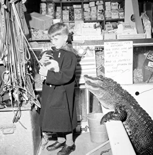 Humourous Prints: Two of the more unusual resident of this London pet shop eye up a small boy and his dog
